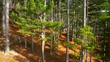 camera moving past the pine forest
