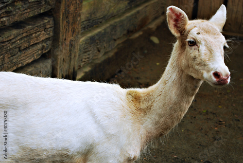 Photo: White Deer White Deer