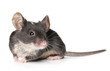Mouse posing on a white background (Shallow DOF)