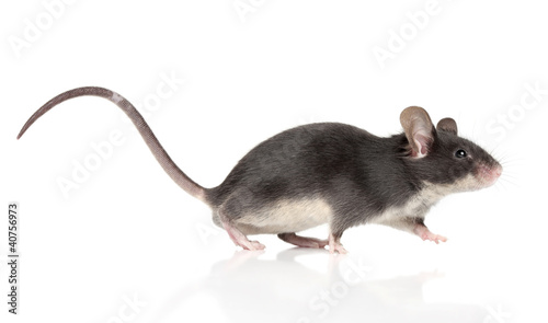 Photo: Mouse with a long tail running Mouse with a long tail running