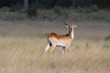 Red lechwe in the Okavango Delta