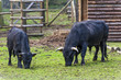 schwarze Stiere