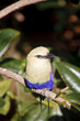 Blue Roller in Trees Blue Roller in Trees
