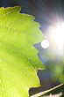 sumbeams and a leaf