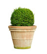 buxus