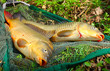 The common carp in fish net.