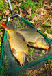 The common carp in fish net. The common carp in fish net.