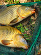 The common carp in fish net.