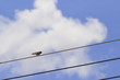 common tailor birds  perched on cable