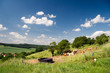 Landschaft in Thüringen mit Kühen