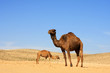 Camels in desert Camels in desert