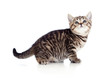British kitten looking upward British kitten looking upward
