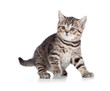 A playful kitten. British breed. Tabby.