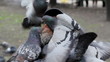 Man feeds pigeons with his mouth