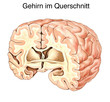 Das menschliche Gehirn.Aufbau.Querschnitt Das menschliche Gehirn.Aufbau.Querschnitt