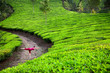 Yoga warrior pose in tea plantations
