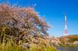 桜の木と灯台