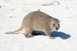 Desmarest's Hutia, Cuban Hutia (Capromys pilorides)