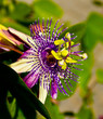 Passion flower medicinal plant