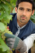 Male agriculter pruning vine