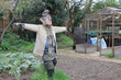 Scarecrow in English garden with greenhouse Scarecrow in English garden with greenhouse