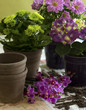 Photo: flower planting flower planting
