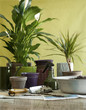 Photo: flower planting flower planting