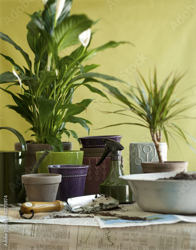 Photo: flower planting flower planting
