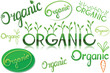 Hand-drawn calligraphic organic lettering set