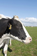 cows head