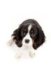 Cavalier King Charles
