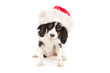 Cavalier King Charles