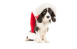 Cavalier King Charles