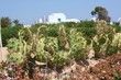 Paysage désert, cactus