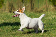 Photo: Jack Russell terrier Jack Russell terrier