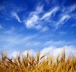 wheat  field