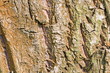 Rinde Trauerweide