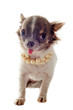chiot chihuahua