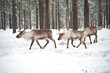 reindeer