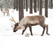 reindeer