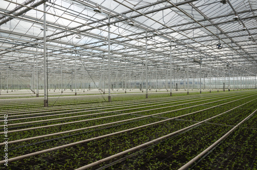 dutch greenhouse