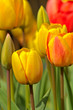Tulpen