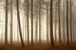 Trees growing in foggy forest