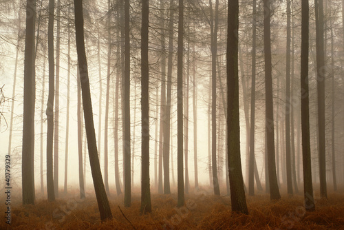 Foto: Trees growing in foggy forest Trees growing in foggy forest