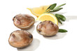 Three clams with lemon over white Three clams with lemon over white