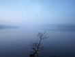 Bare tree growing by still lake