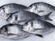 Close up of fish on ice