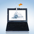 gold fish on notebook screen