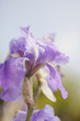 Close up of flower with dew drops
