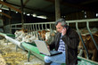 Livestock of cows